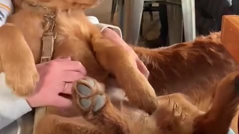 Dog Golden Hair