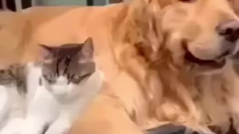 Dog and cat funny video😂 ||#viral #rumble #animal #cat #dog