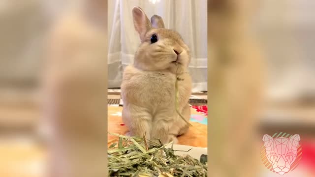 The cutest and funniest bunnies