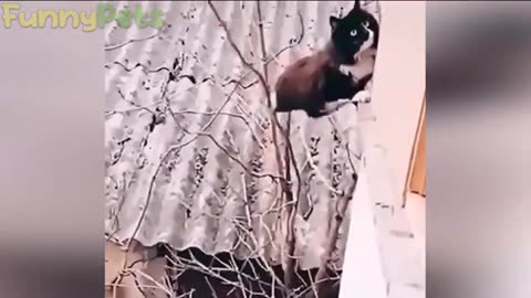 Hilarious Animal Antics: Try Not to Laugh Challenge