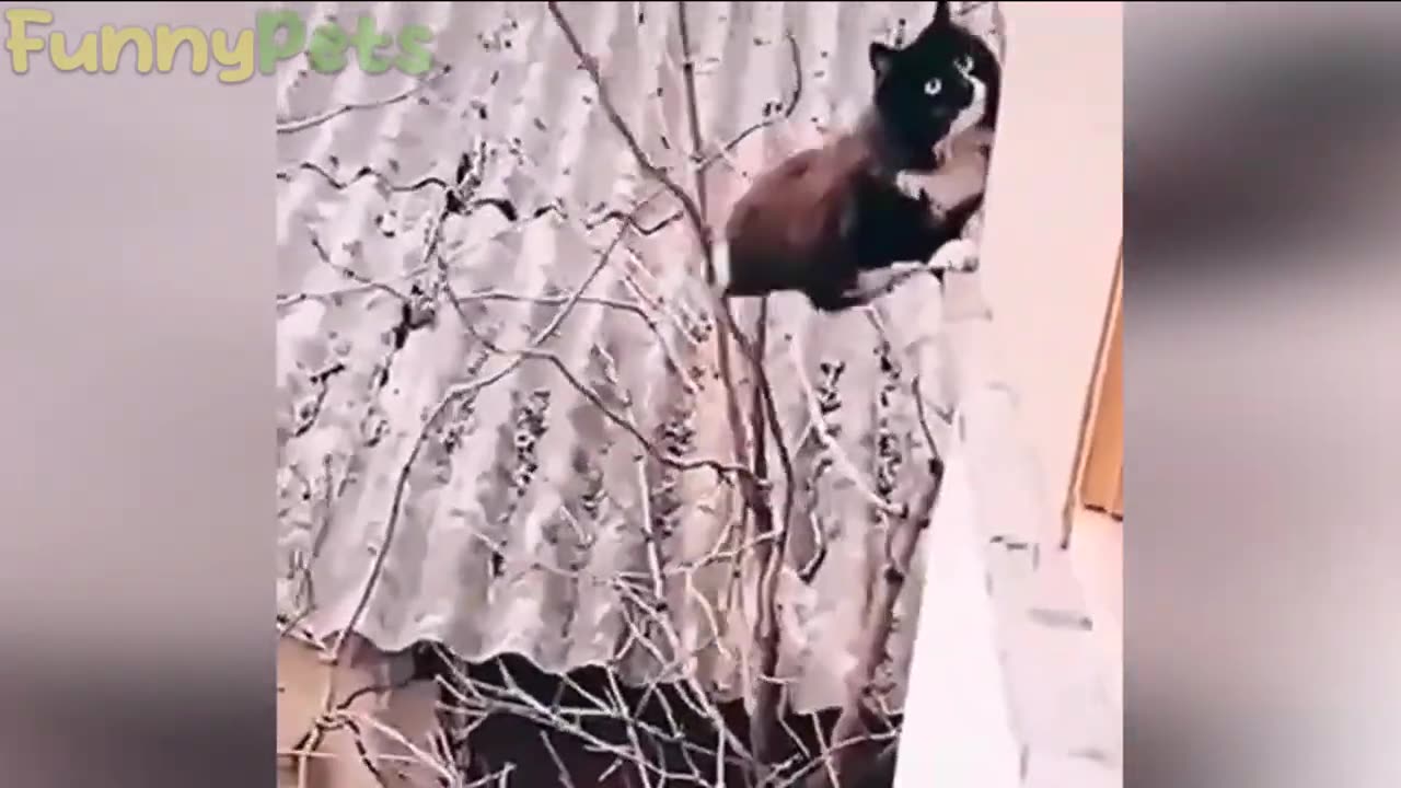 Hilarious Animal Antics: Try Not to Laugh Challenge