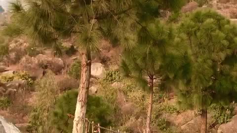 Nature and beauty Land of green Elum Mountain Jowar buner kpk Pakistan