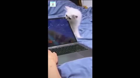 Cat And Dogs 😂 Funny Animal Videos 2024