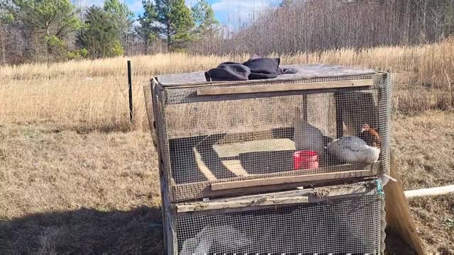 Finally Moved the Chickens and Ducks