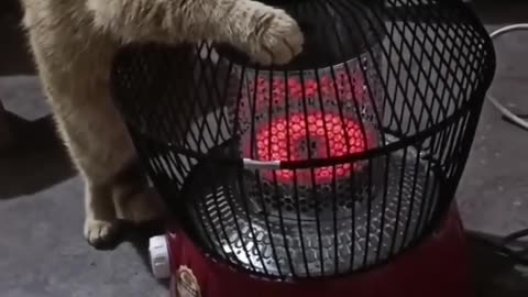 Funniest cats🐱In The World😂 Funny and Fails Pets Video #shorts #28 #cats #funny