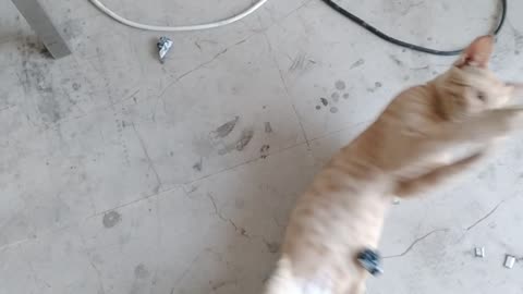 Cute Cat 🙀