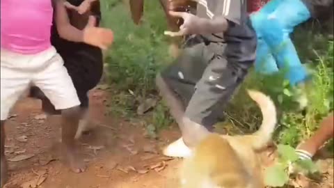 Our monkey and dog at wembly mo orphanage