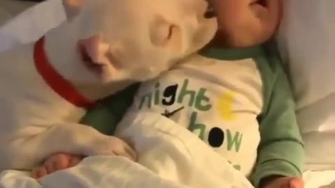 Little dog kiss the beautiful little baby