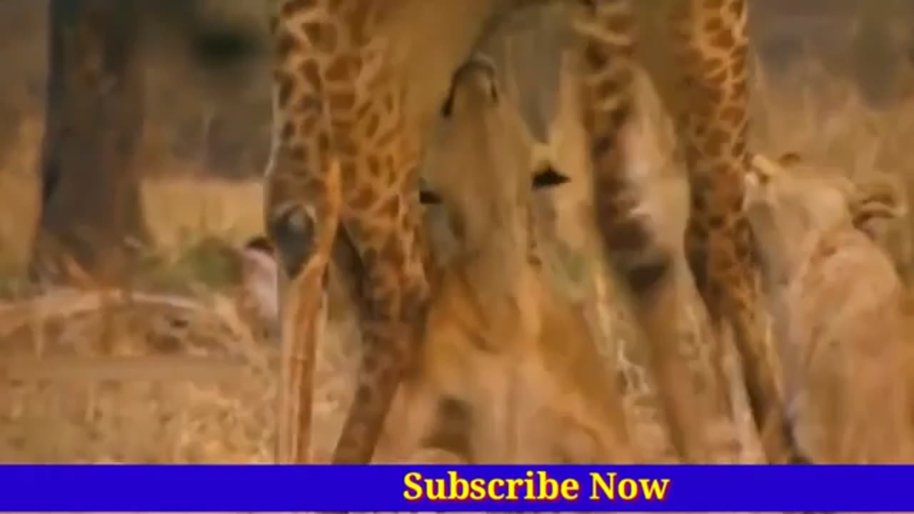 Giraffe_Lion_Fight,_Lion_Dangerous_Fight,_Wild_Animals