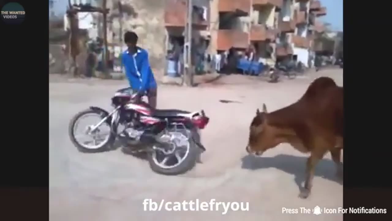 Animal funny🤣