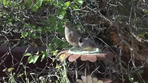 Funny animals movements