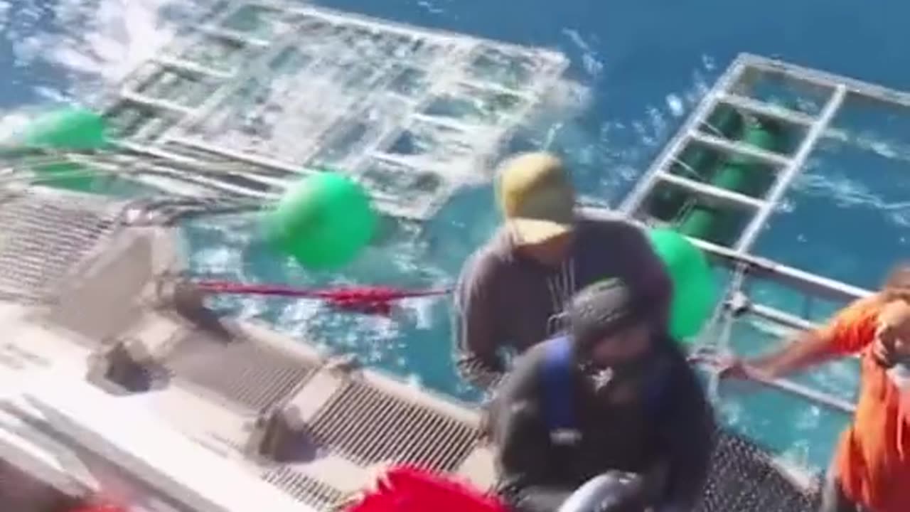 Great White Shark gets into a cage with a driver.