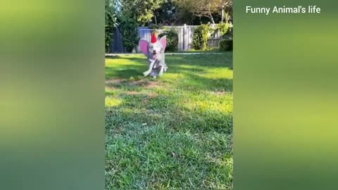 Funny cats&Dogs