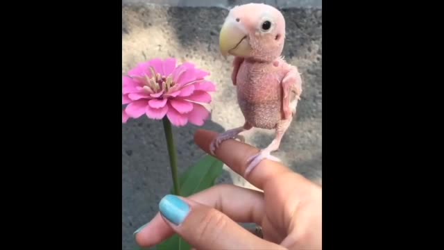 Cute Bald Birdie