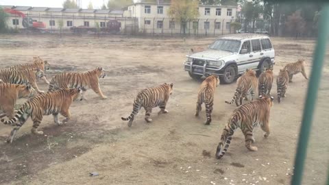 Amur tigers hunt tourists!!!