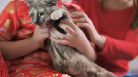 Chinese people holding her kitten carefully, Slow motion shot