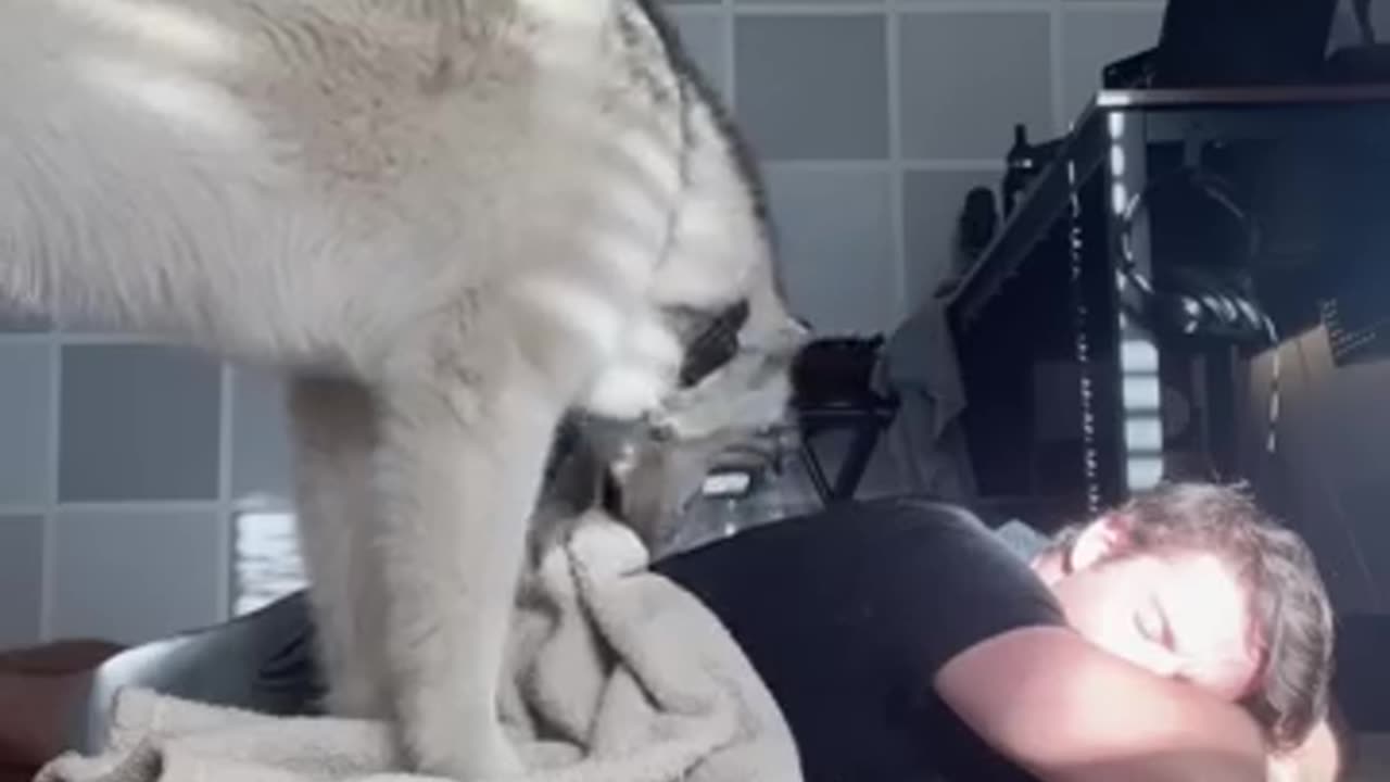 Dog tech love.