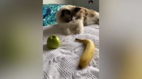 Try not to laugh | funny animal compilation | funny animal videos | funny animal videos 26