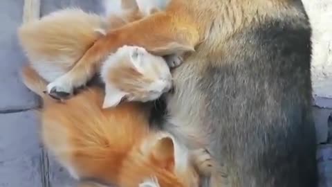 A dog instead of a mom ...
