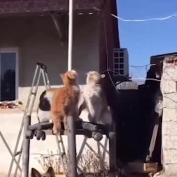 The orange cat losing her mind over the frozen fish