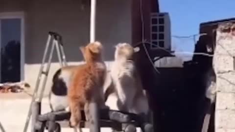 The orange cat losing her mind over the frozen fish