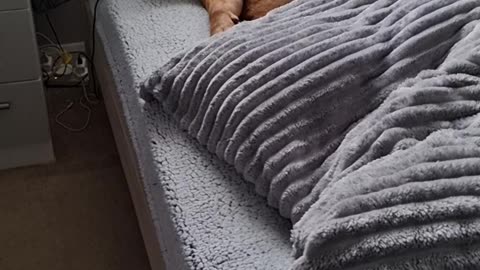 Snoring English Bulldog Sounds Like a Jackhammer