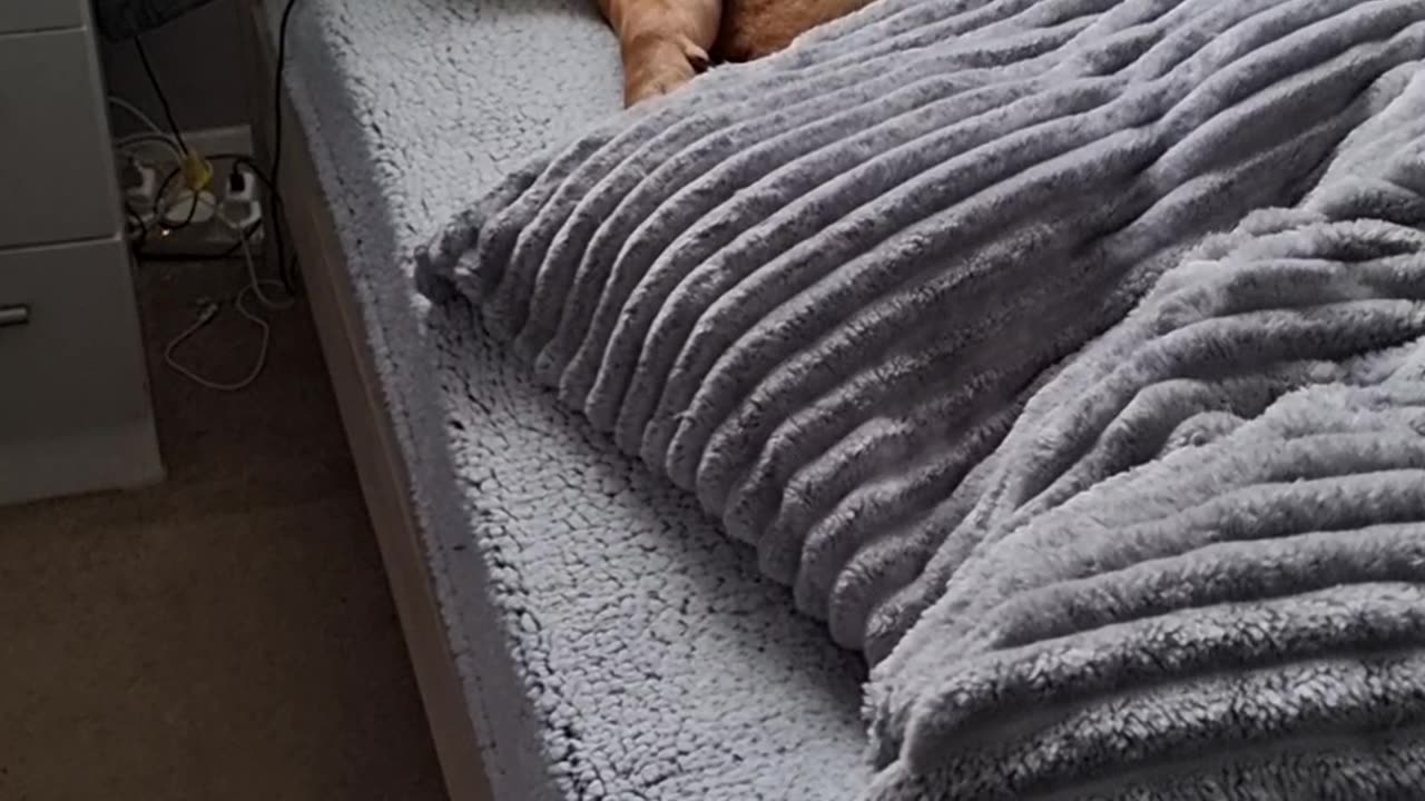 Snoring English Bulldog Sounds Like a Jackhammer