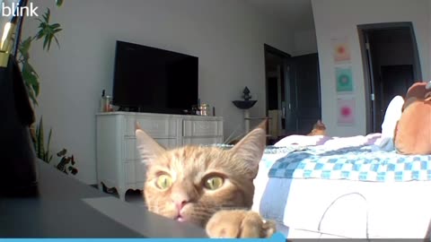 When you hear the human speak through the camera