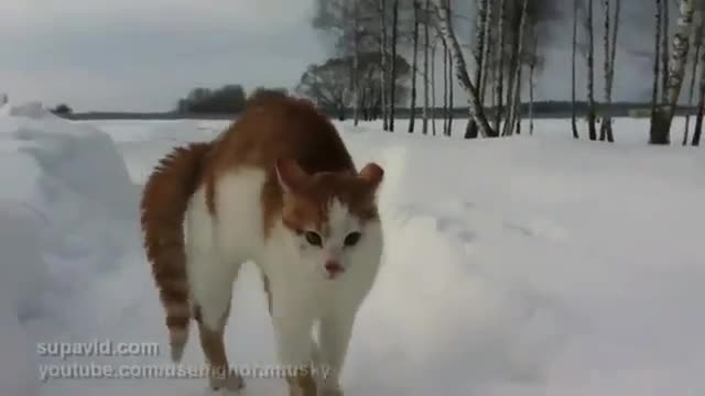 A terrible cat wanders the streets in search of a victim !!!