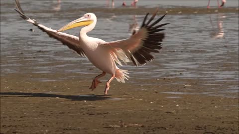 Great white pelican, Lake Nakuru, Kenya Oct 2022