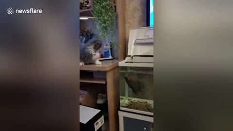 Cat bitten by fish after dangling paw into tank
