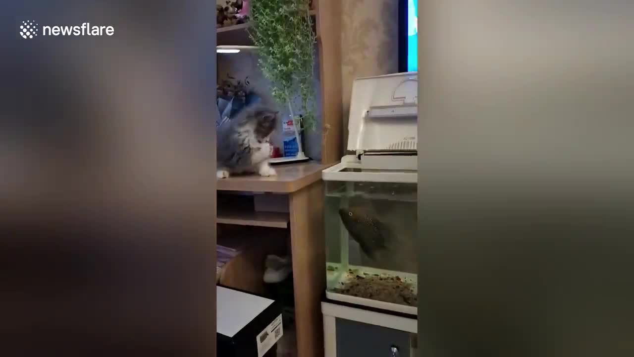 Cat bitten by fish after dangling paw into tank