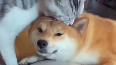 Unlikely Friendship: Astonishing Cat and Dog Duo!