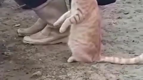 Cute cat asking for milk