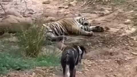 tiger killed dog at zone