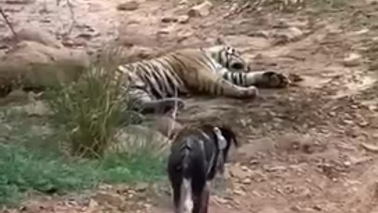 tiger killed dog at zone