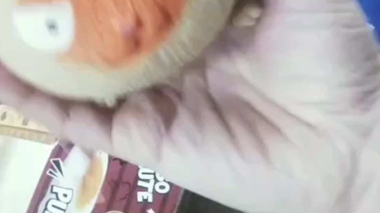 Fat cat, pinch super comfortable, relieve stress