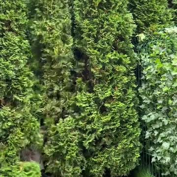 Apple Sword VS Alkashi