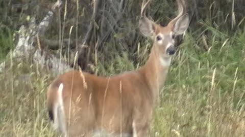 Eureka Buck closeup
