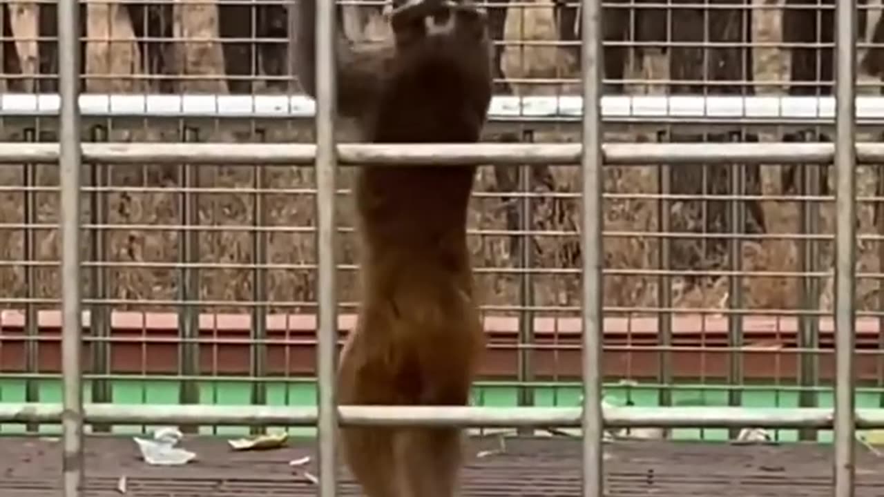 Funny animals cute animals Funny video Funny animals Funny shorts viral shorts trending shorts