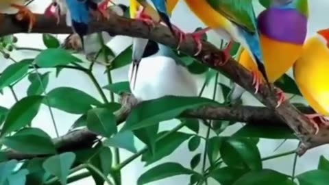 gouldians finches mutation.