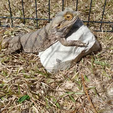 My Rescue Bearded Dragon
