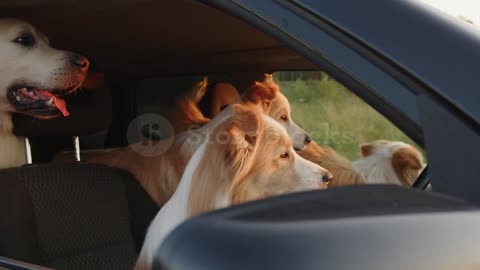 Dogs in playing the car