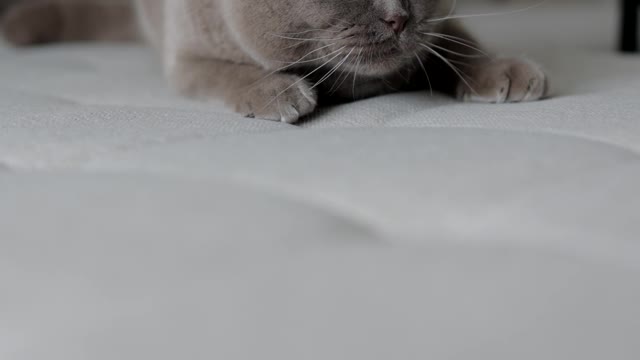 Funny Cat Compilation #9