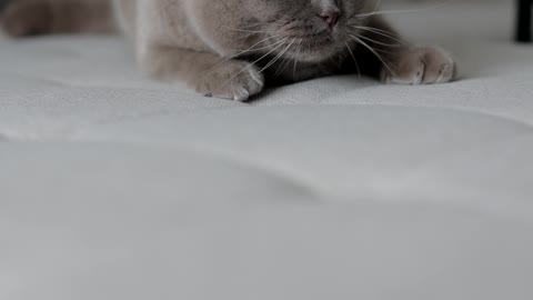 Funny Cat Compilation #9