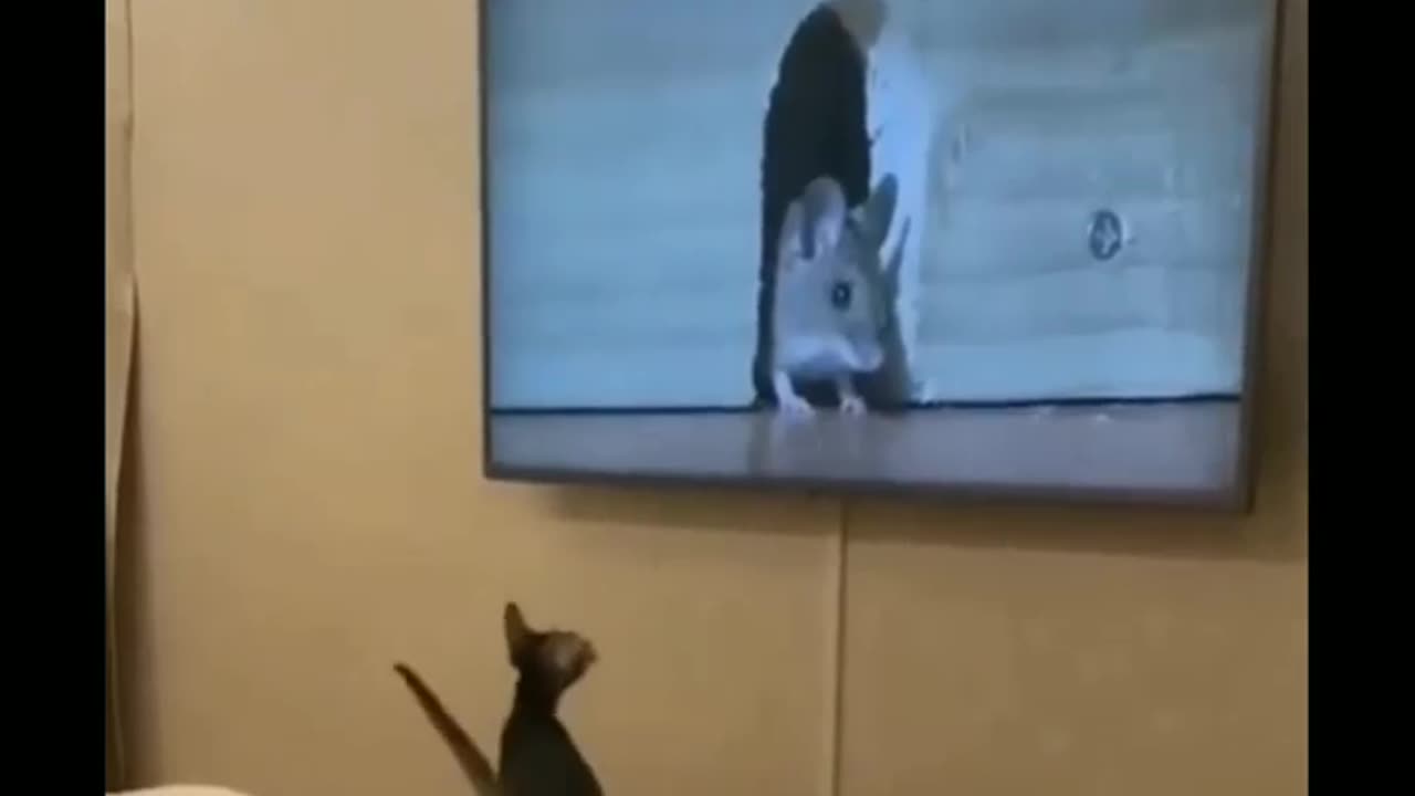 "Pet Follies: Hilarious and Unforgettable Funny Moments