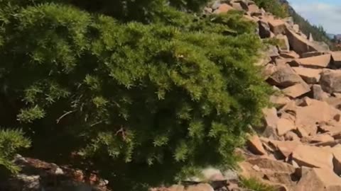 Bounce-Free Hiking: Testing the Hoverglide Backpack with Extra Weight