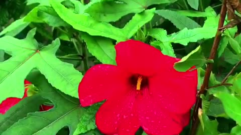 জবা গাছের ডাল কখন কাটবো/Hibiscus pruning time #shorts #plants #garden #hibiscus #গাছ #flowers