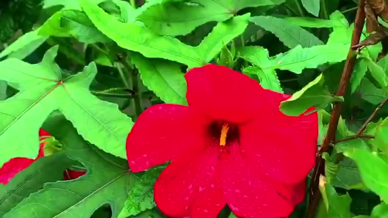 জবা গাছের ডাল কখন কাটবো/Hibiscus pruning time #shorts #plants #garden #hibiscus #গাছ #flowers