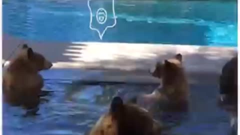 Bears Pool party
